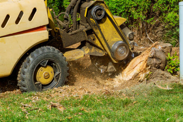 Best Dead Tree Removal  in USA